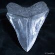 Inch Georgia Megalodon Tooth - Great Serrations #2166-2